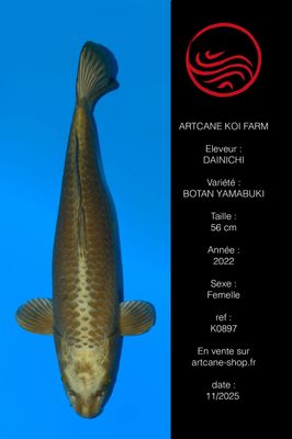 Botan (Yamabuki) 52 cm