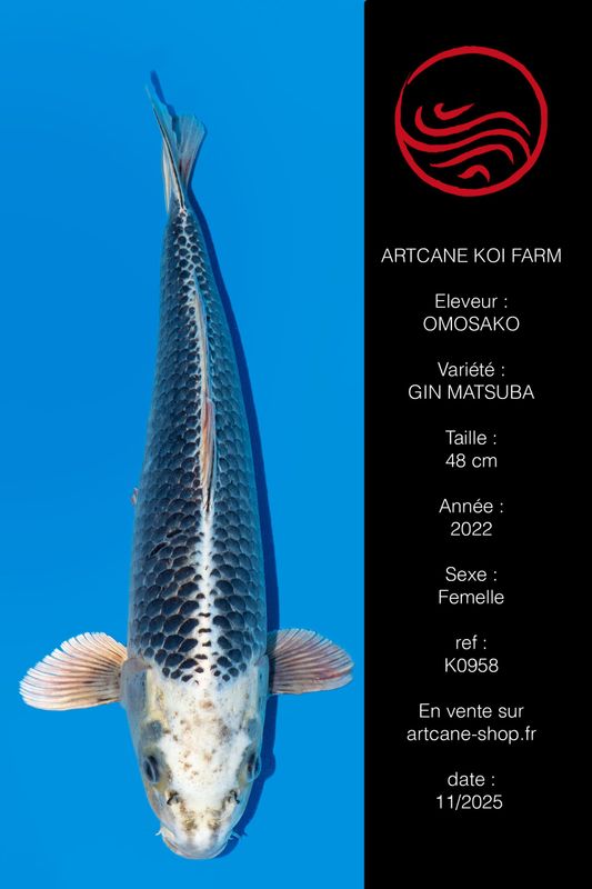 Gin Matsuba 48 cm
