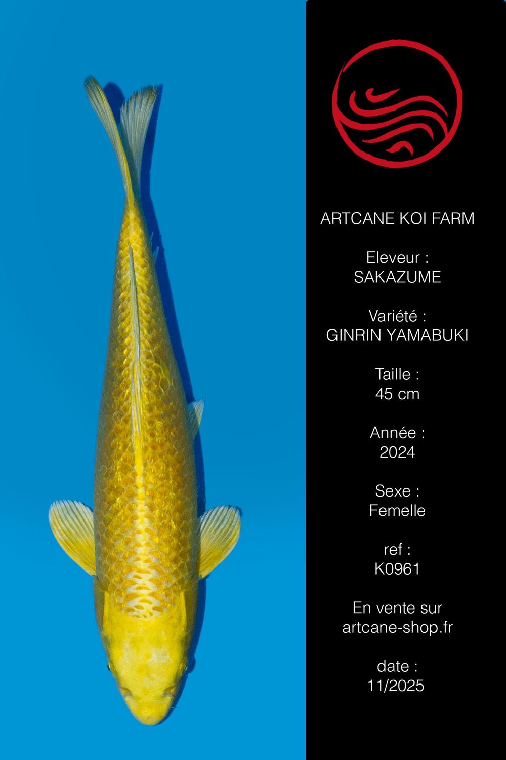 Ginrin Yamabuki 45 cm