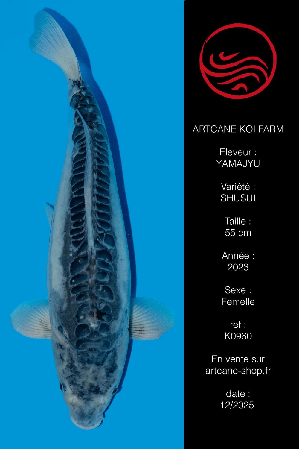 Shusui 55 cm Shusui 55 cm