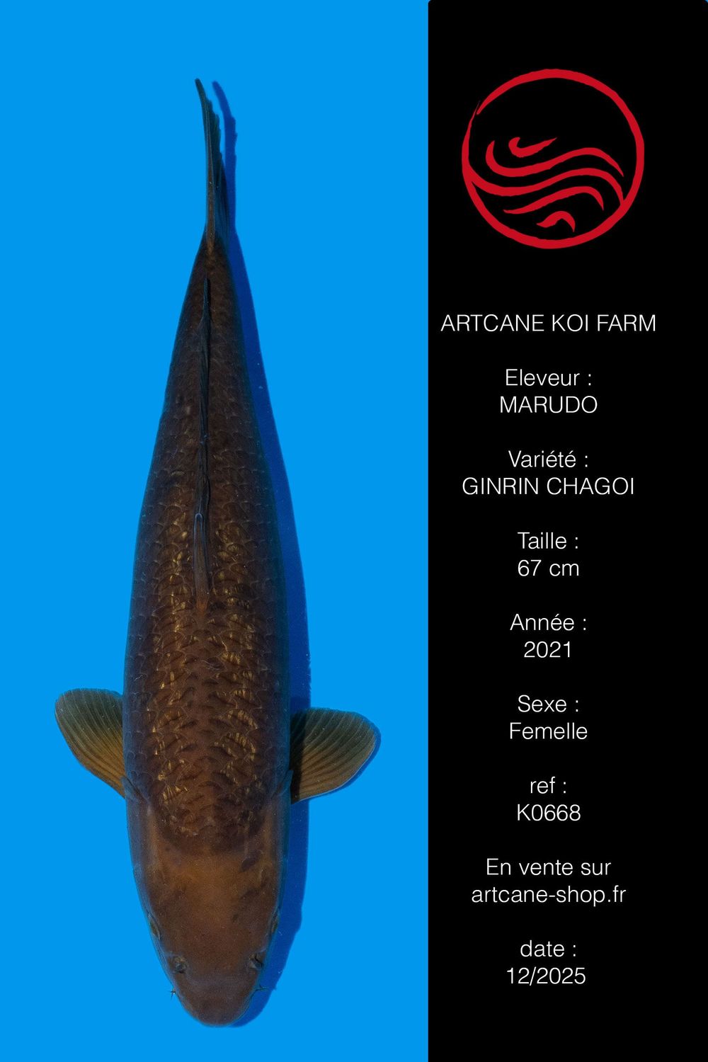 Ginrin Chagoi 65 cm Ginrin Chagoi 65 cm