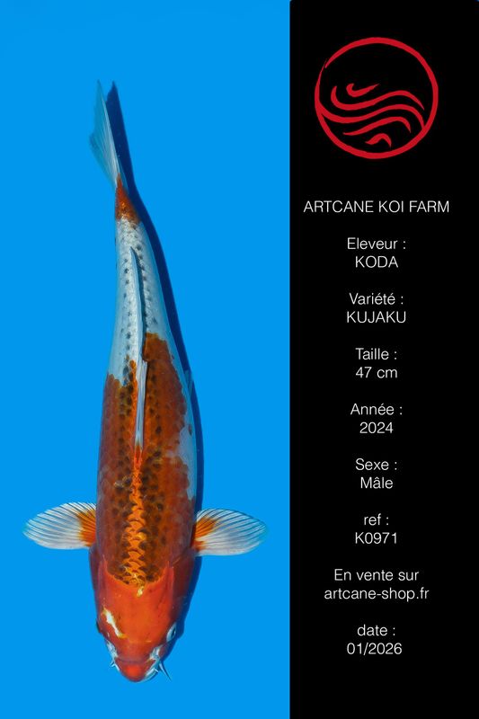 Kujaku 47 cm