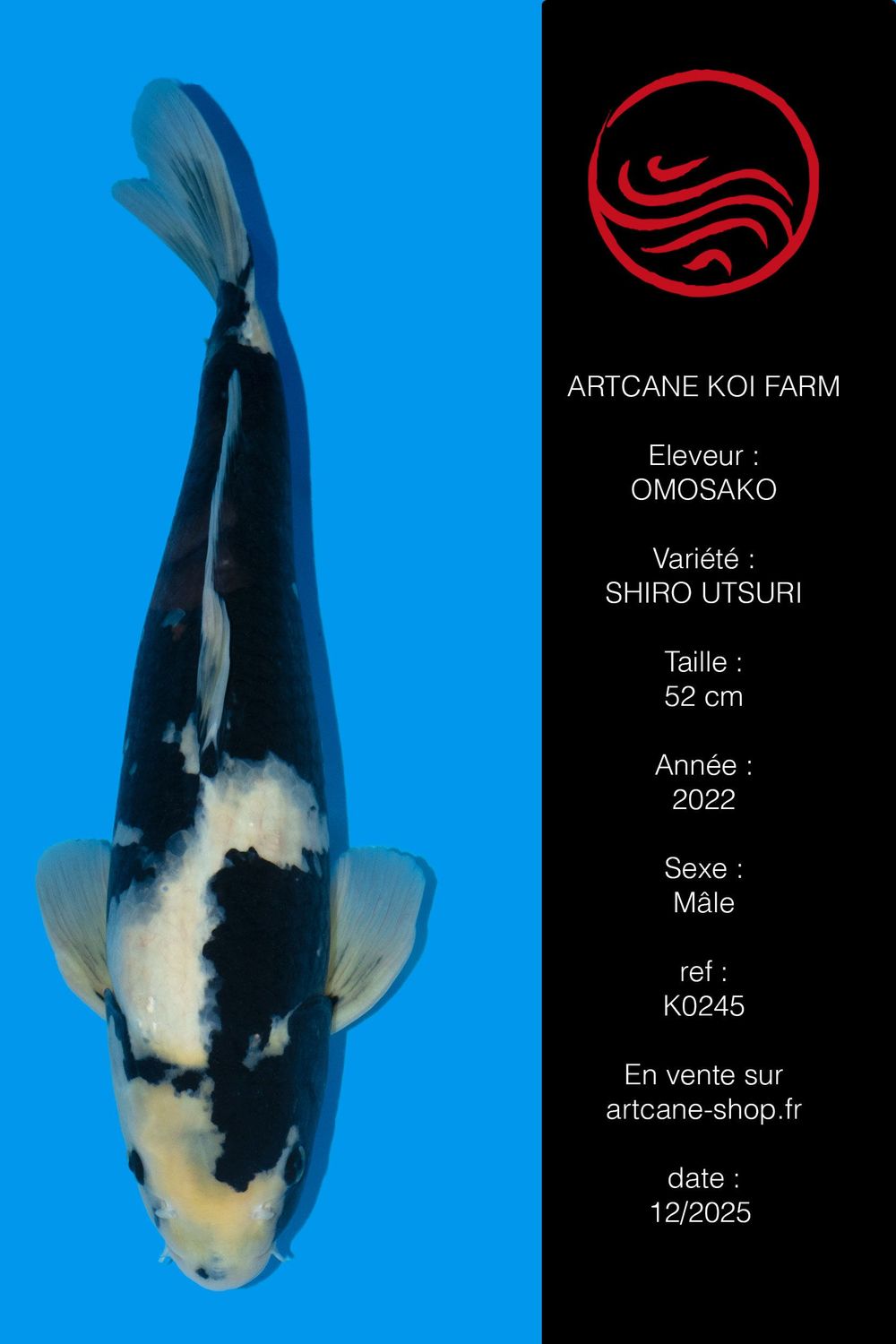 Shiro Utsuri 52 cm Shiro Utsuri 52 cm