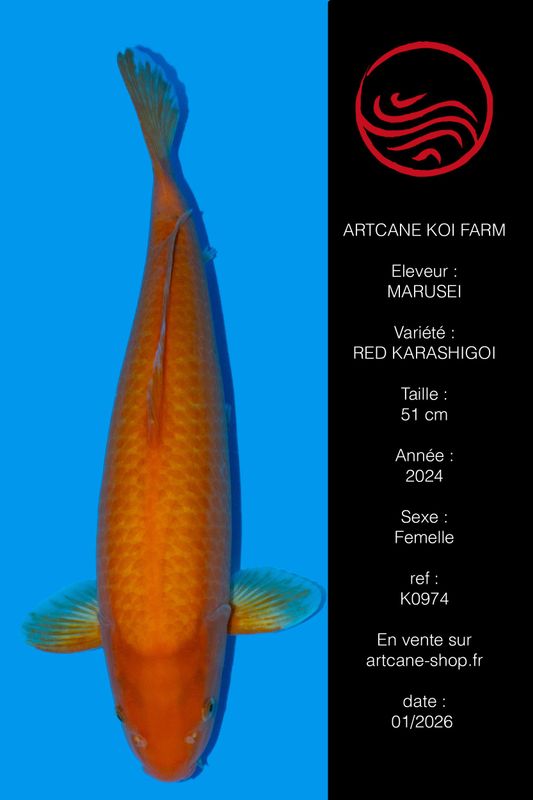 Red Karashigoi 51 cm
