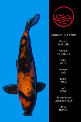 Hi Utsuri 40cm Hi Utsuri 40cm