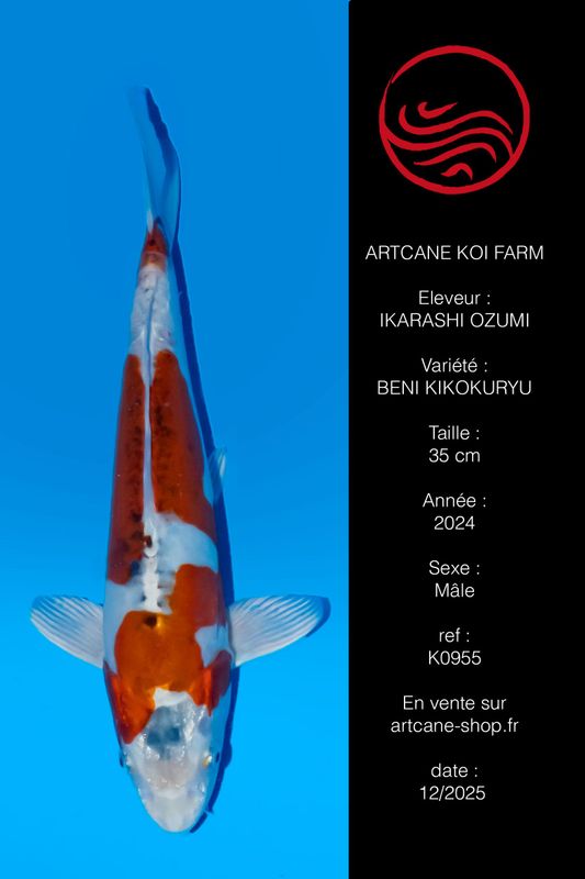 Beni kikokuryu 35 cm