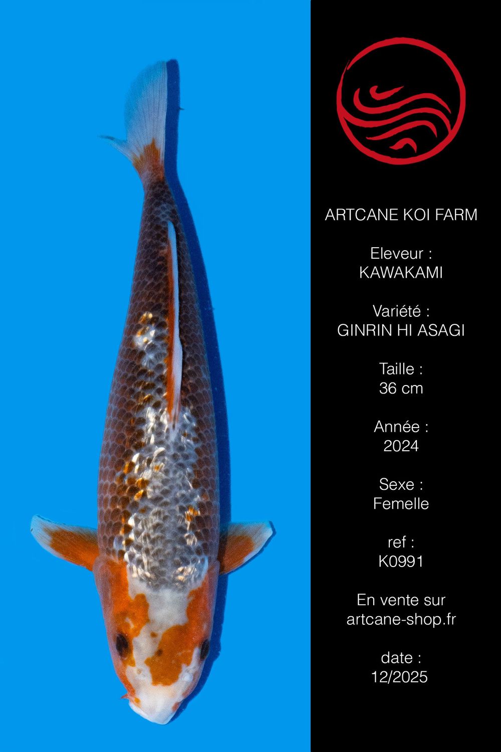 Ginrin  Hi Asagi  36 cm