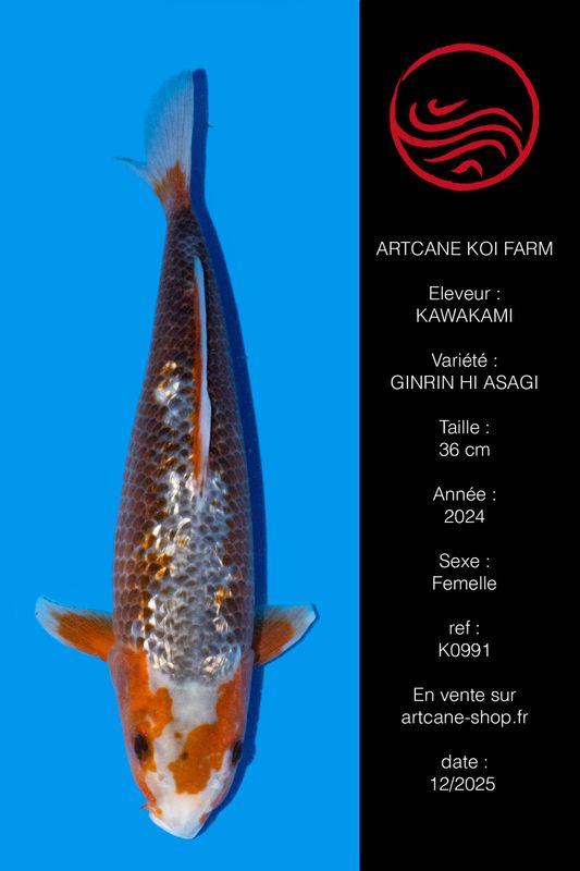 Ginrin  Hi Asagi  36 cm