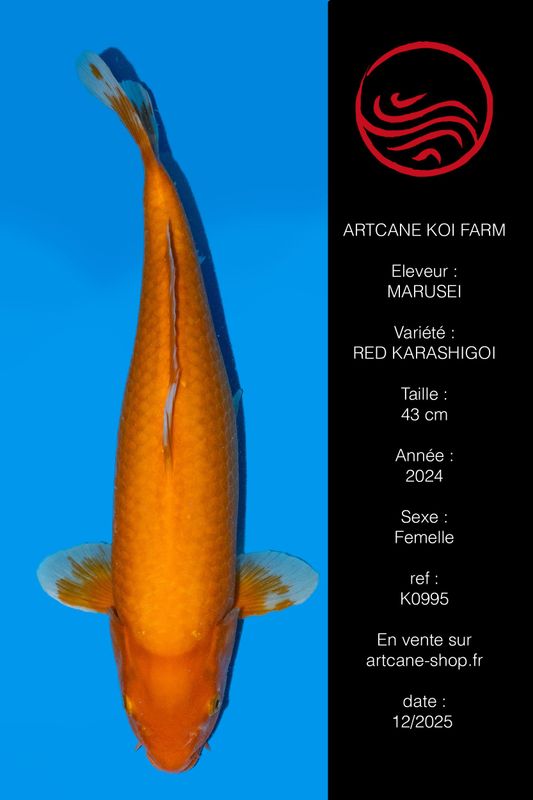 Red Karashigoi 43 cm