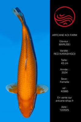 Red Karashigoi 43 cm