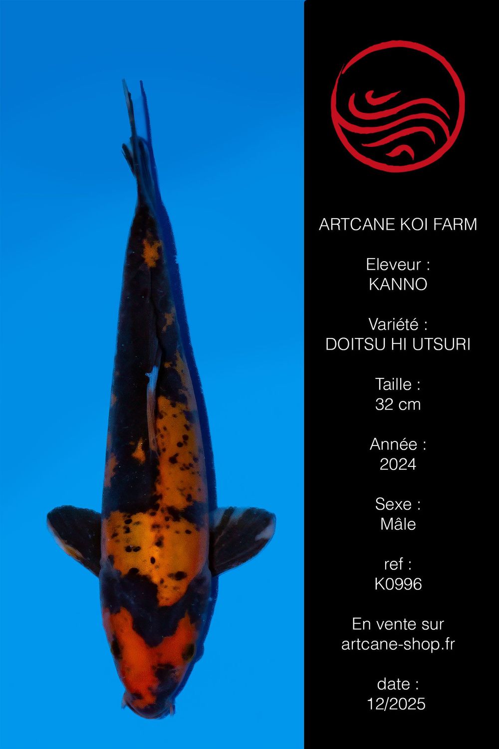 Doitsu Hi Utsuri 32 cm