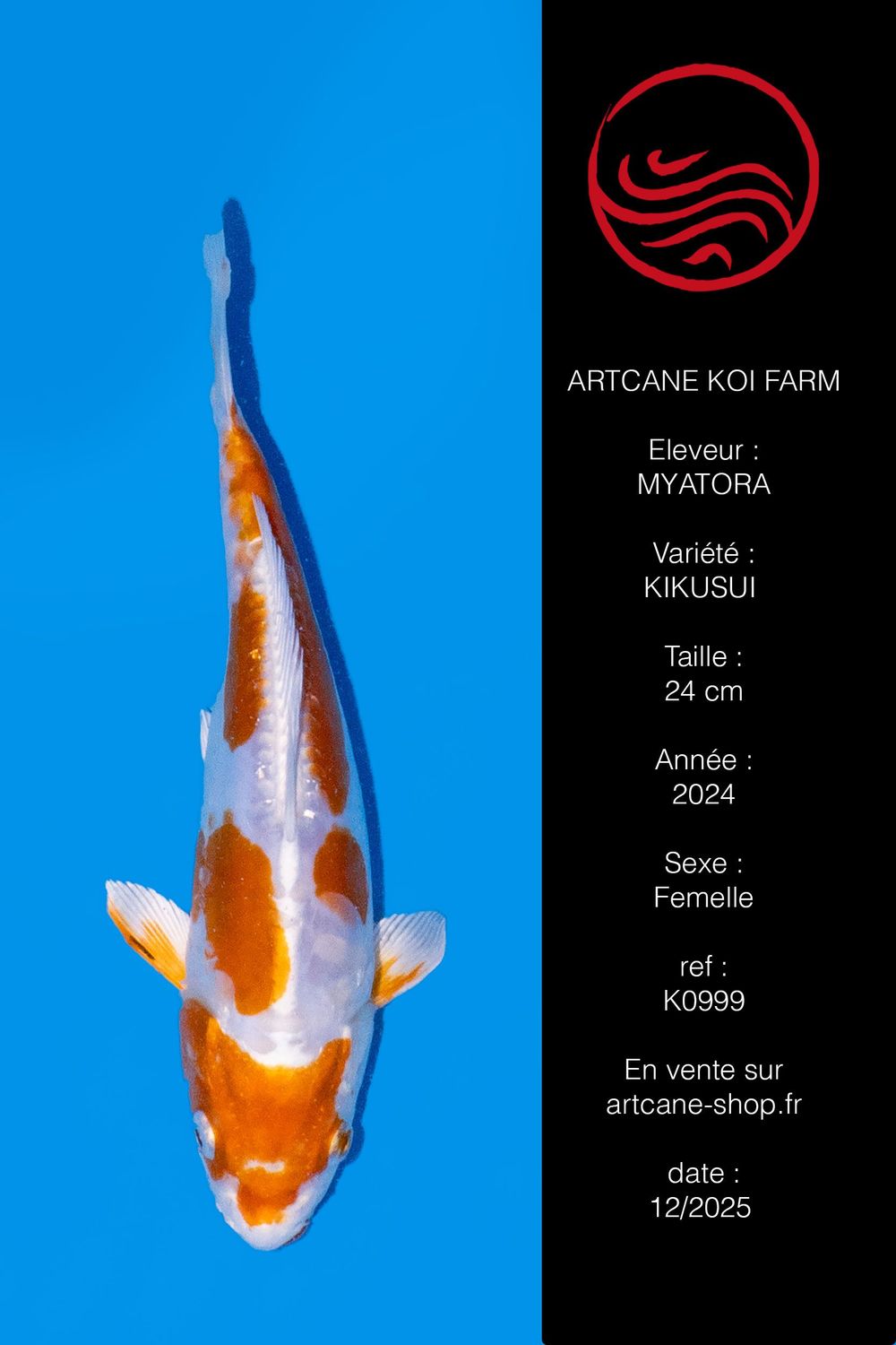 Kikusui. 24 cm Kikusui. 24 cm