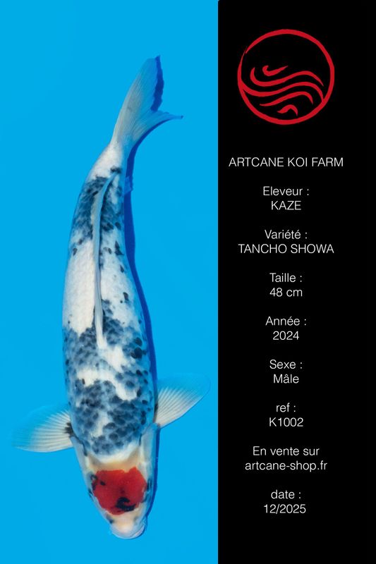 Tancho Showa 48 cm