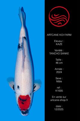 Tancho Showa 46 cm