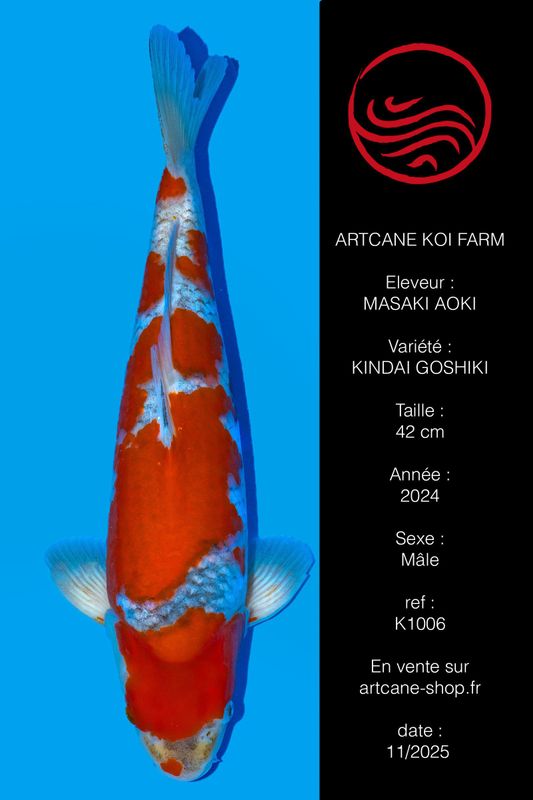 Kindai Goshiki 42 cm