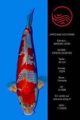 Kindai Goshiki 42 cm