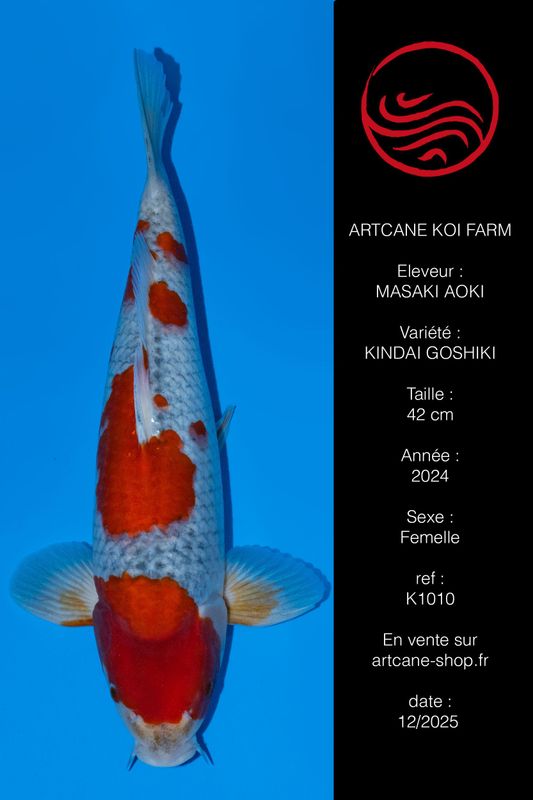 Kindai Goshiki 42 cm