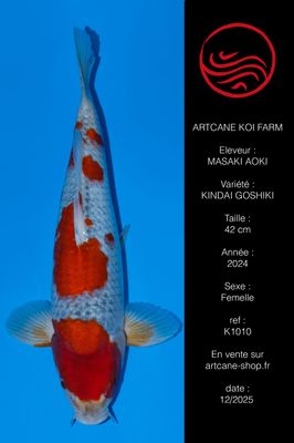 Kindai Goshiki 42 cm Kindai Goshiki 42 cm