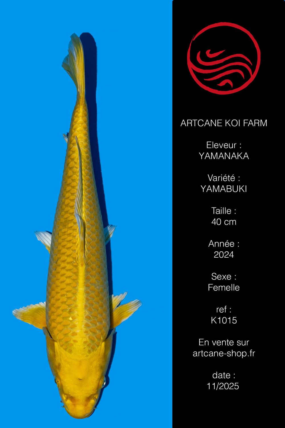 Yamabuki 40 CM Yamabuki 40 CM