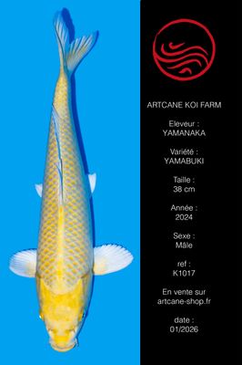 Yamabuki 38 cm Yamabuki 38 cm