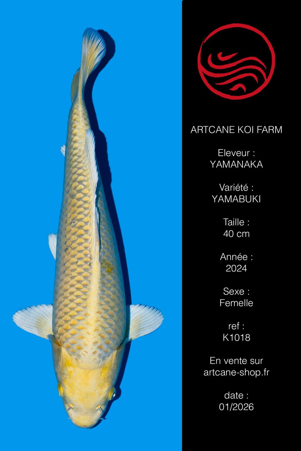 Yamabuki 40 cm Yamabuki 40 cm