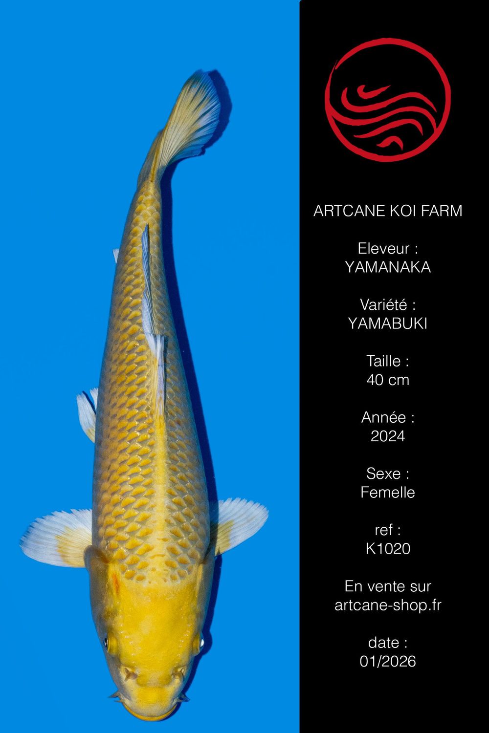 Yamabuki 40cm Yamabuki 40cm