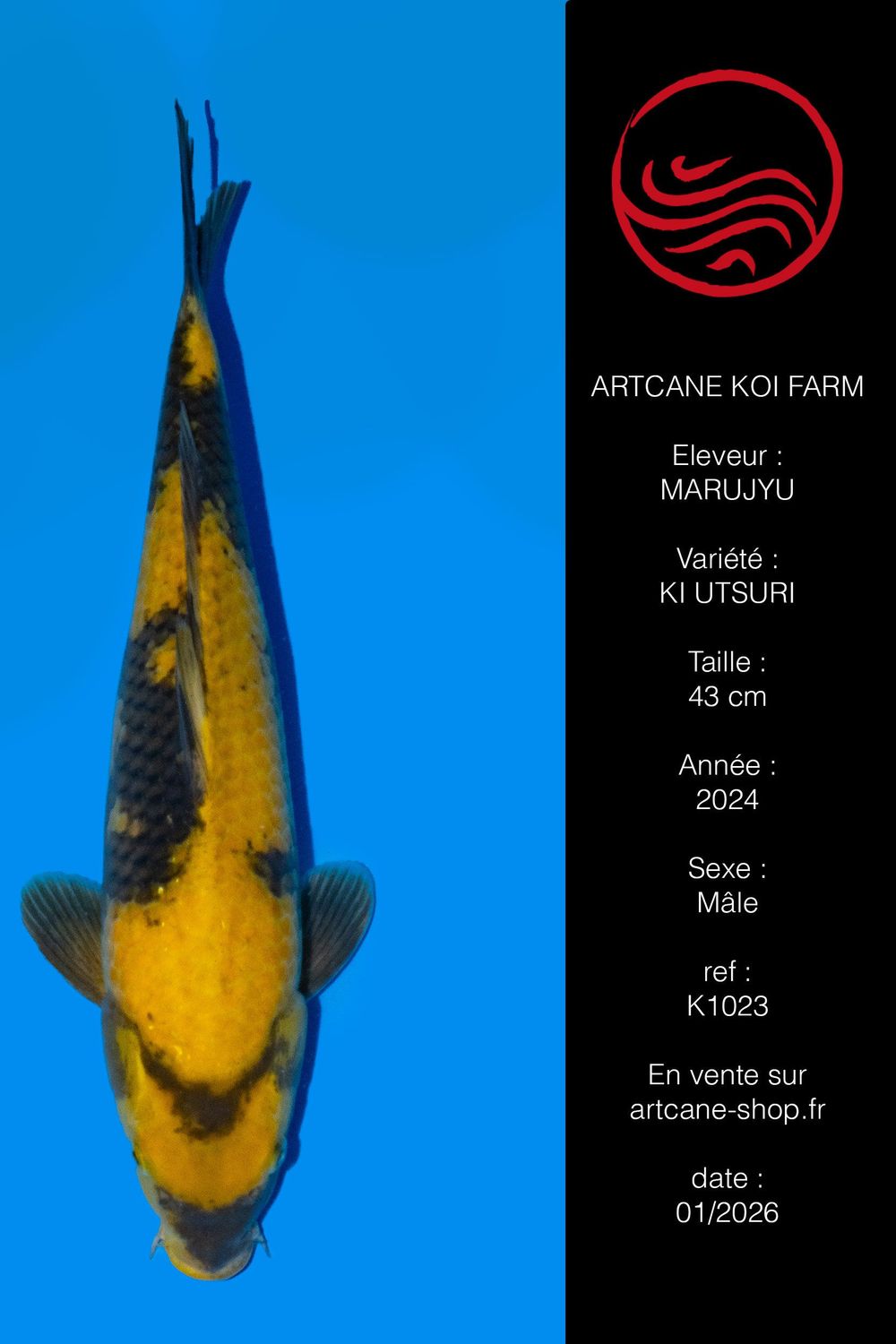 Ki Utsuri  VHQ 43 cm