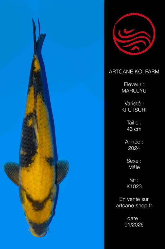 Ki Utsuri  VHQ 43 cm