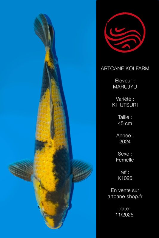 Ki Utsuri  VHQ 45 cm