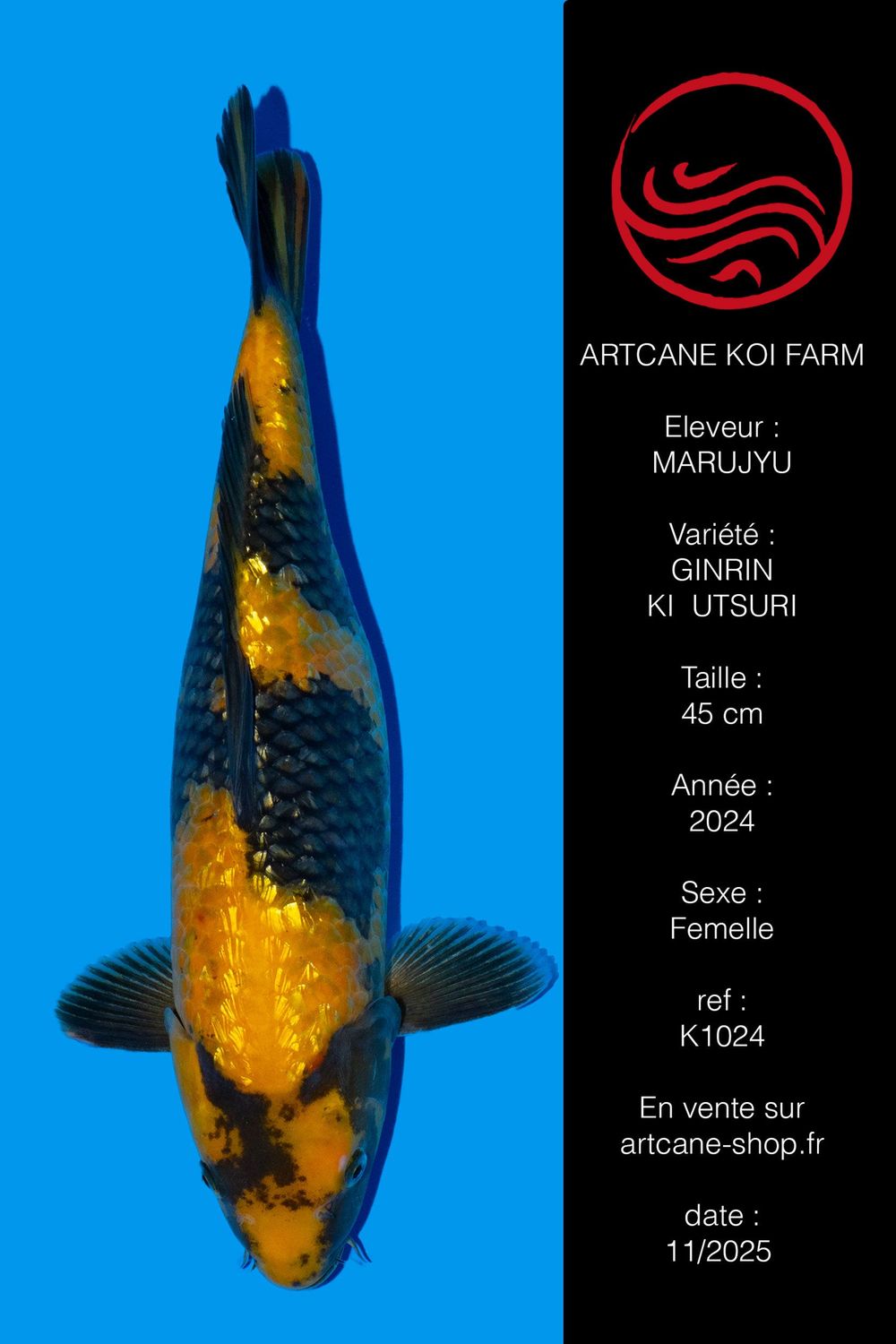 Ginrin Ki Utsuri  VHQ 45 cm