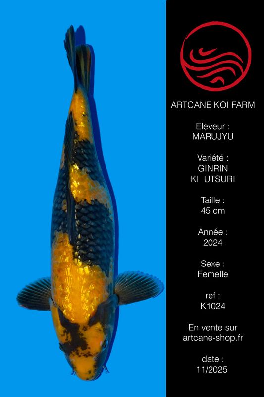 Ginrin Ki Utsuri  VHQ 45 cm