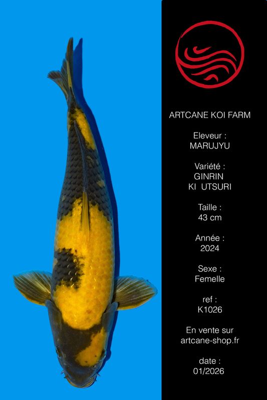 Ginrin Ki Utsuri  VHQ 43 cm