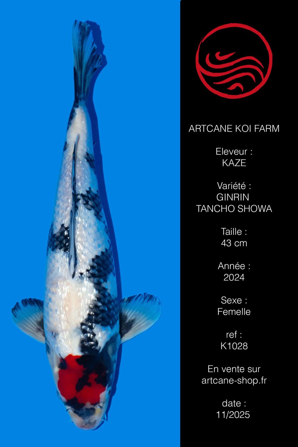 Ginrin Tancho Showa 46 cm