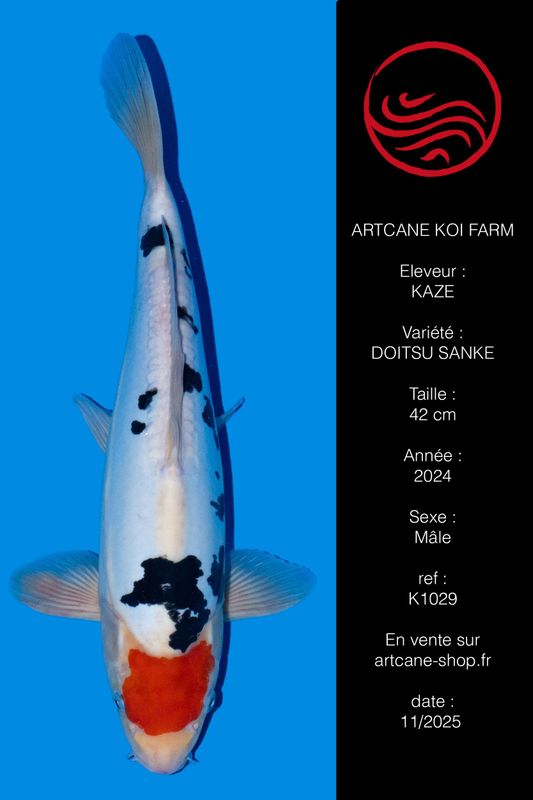 Doitsu  Tancho Sanke 42 cm