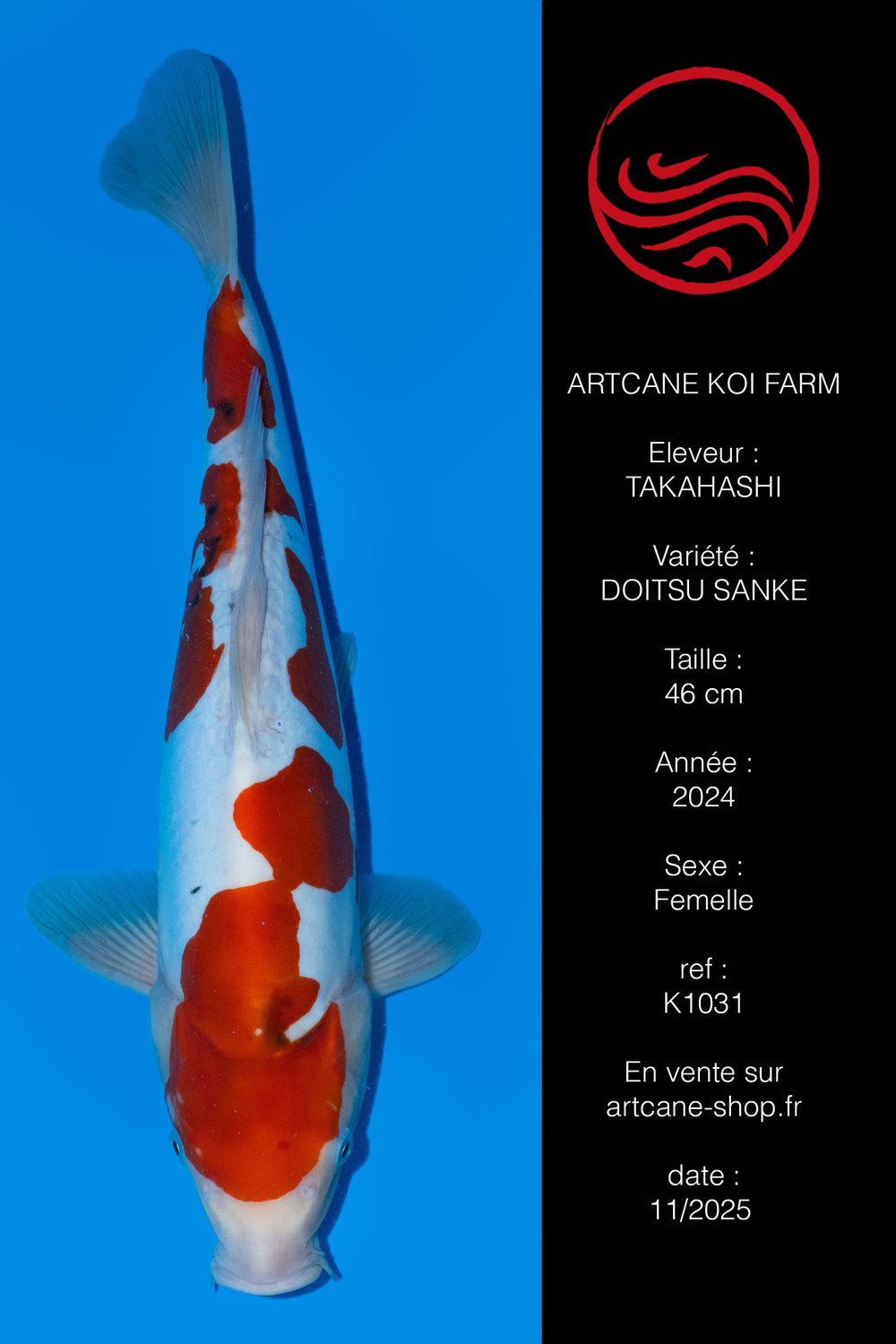 Doitsu Sanke 46 cm Doitsu Sanke 46 cm