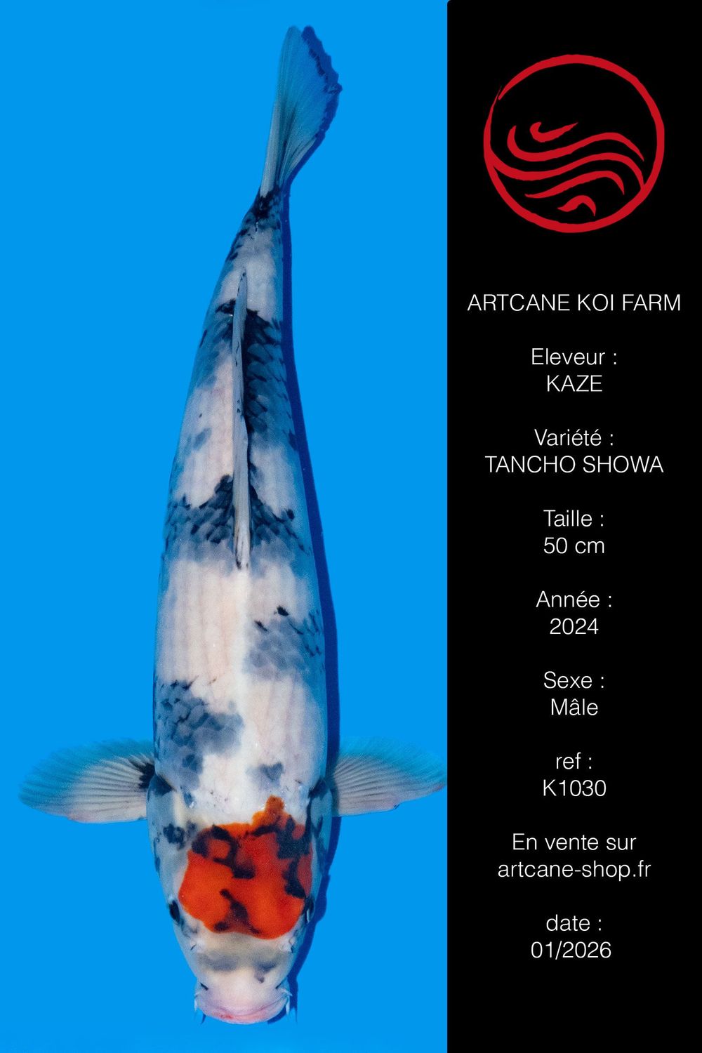 Tancho Showa 50 cm Tancho Showa 50 cm