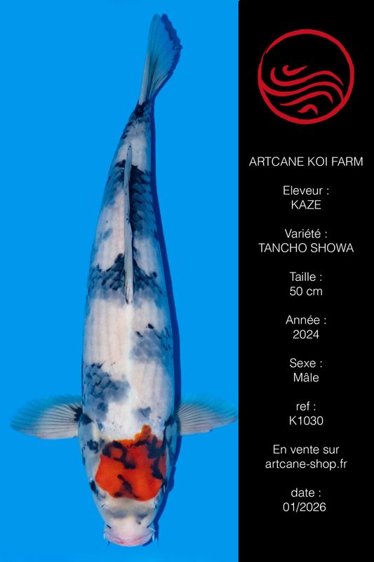 Tancho Showa 50 cm