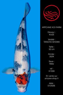 Tancho Showa 50 cm Tancho Showa 50 cm