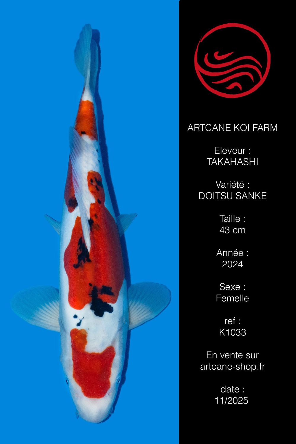 Doitsu Sanke 43 cm Doitsu Sanke 43 cm