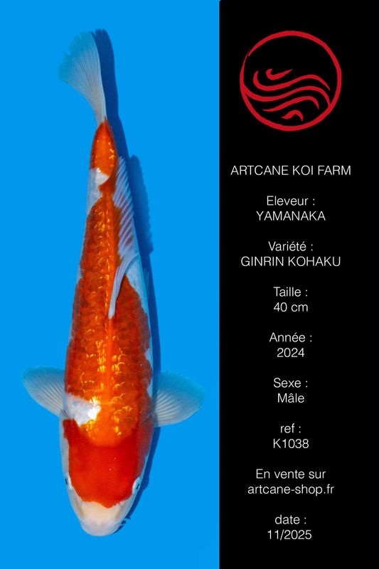 Ginrin Kohaku 40 cm