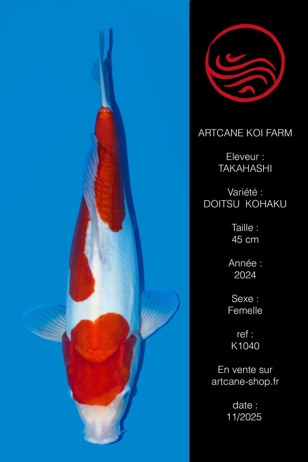 Doitsu Kohaku 45 cm Doitsu Kohaku 45 cm