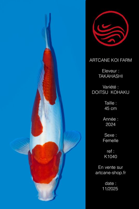 Doitsu  Kohaku 45 cm