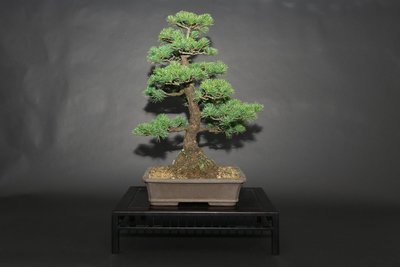 vendu Bonsai Pinus Pentaphyla Taille : 70 cm