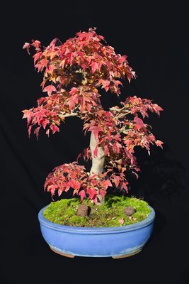 Bonsai Acer Burgerianum Taille : 50 cm
