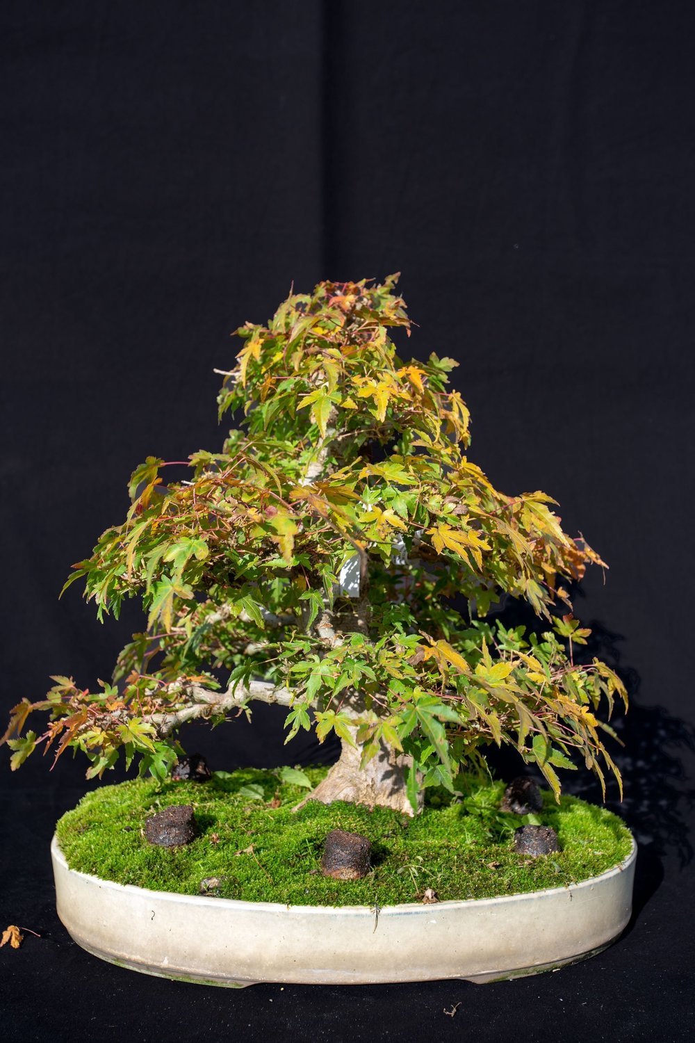 Bonsai Acer Palmatum Yama Momiji Taille H 45 cm L 40 cm