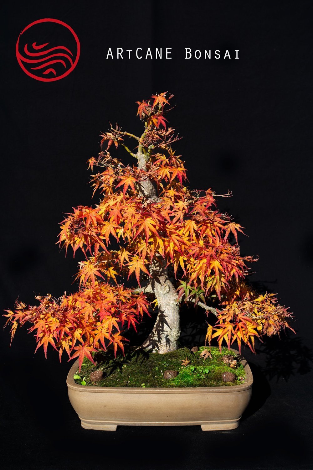 Bonsai Acer Palmatum Seigen Taille : 68cm