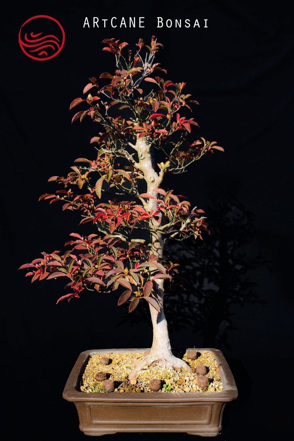 Bonsai Stewartia pseudocamellia Taille : 85 cm