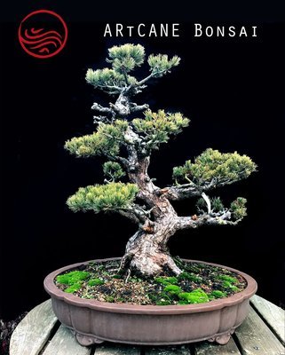 Bonsai Pinus Pentaphylla Taille : 100 cm