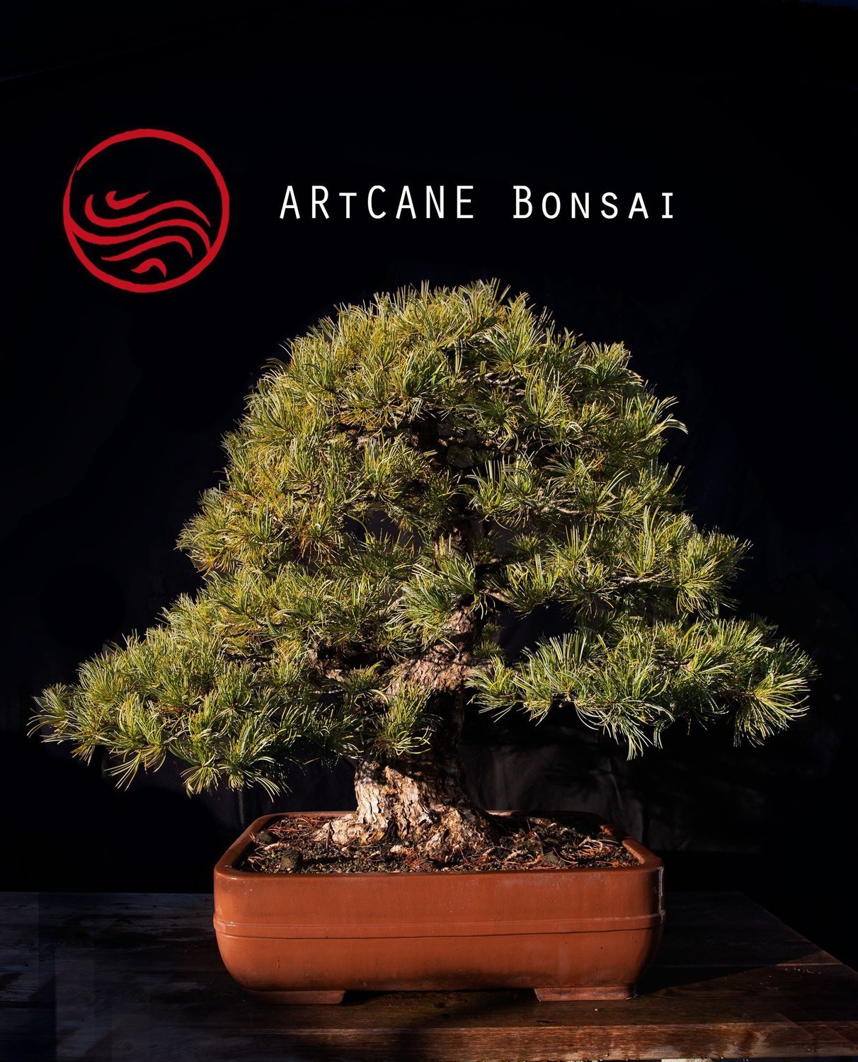 VENDU Bonsai Pinus Pentaphyla Taille : 90 cm Origine :Japon