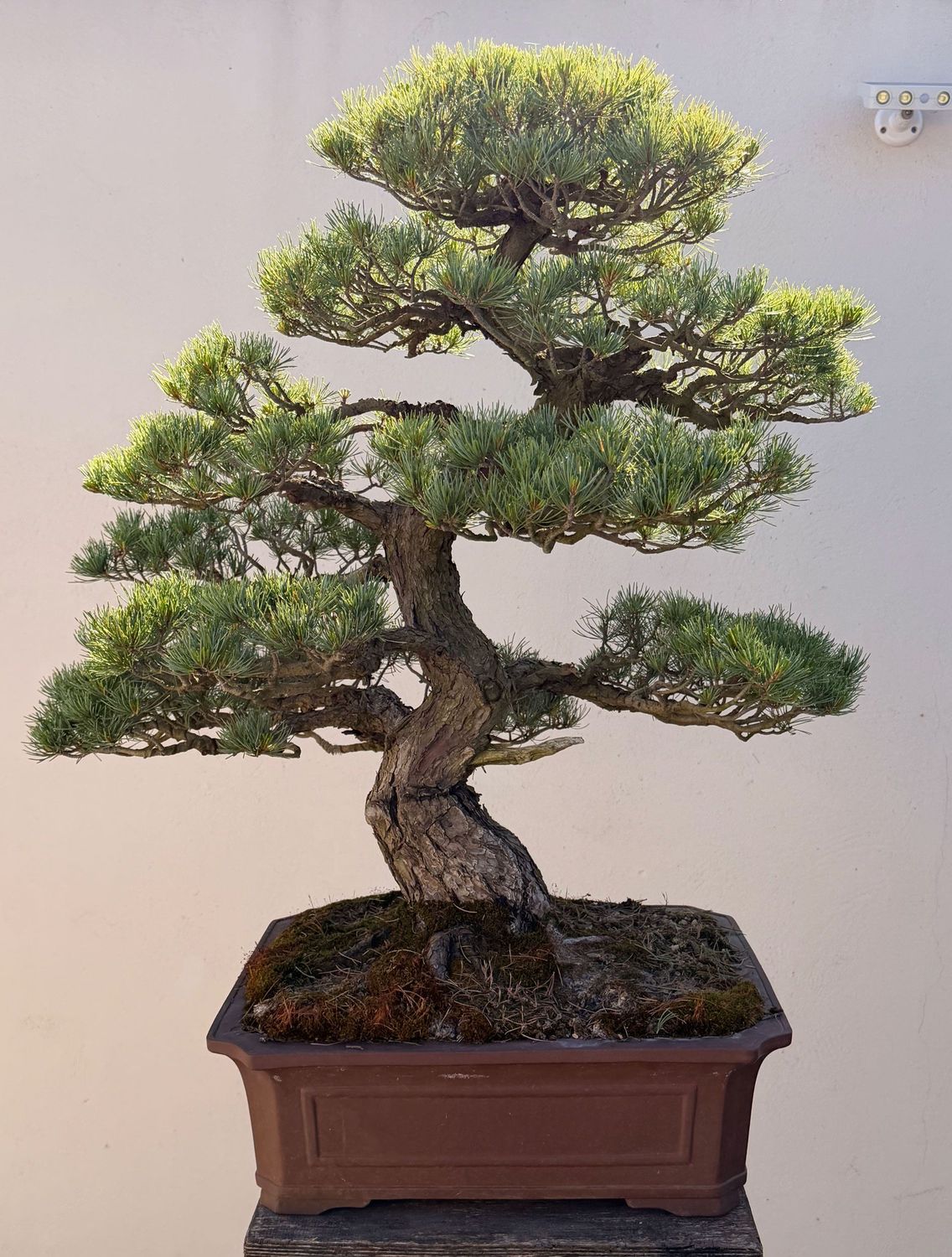 Bonsai Pinus pentathylla Bonsai Pinus pentathylla